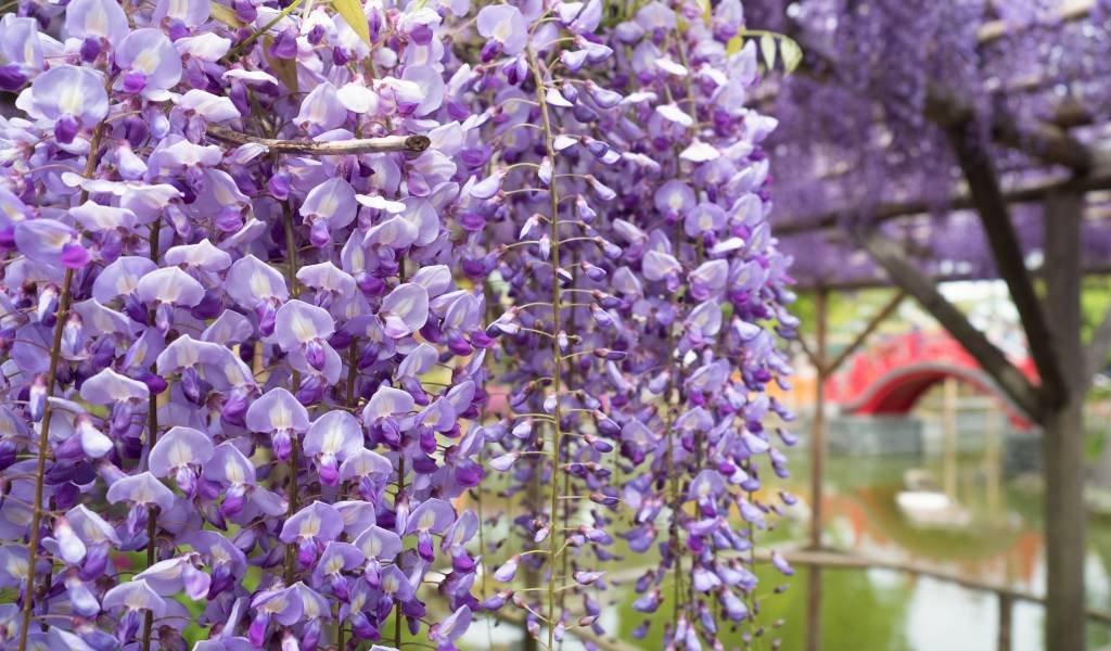 🌳 카메이도 중앙 공원 (카메이도 추오 코엔) 이미지 3